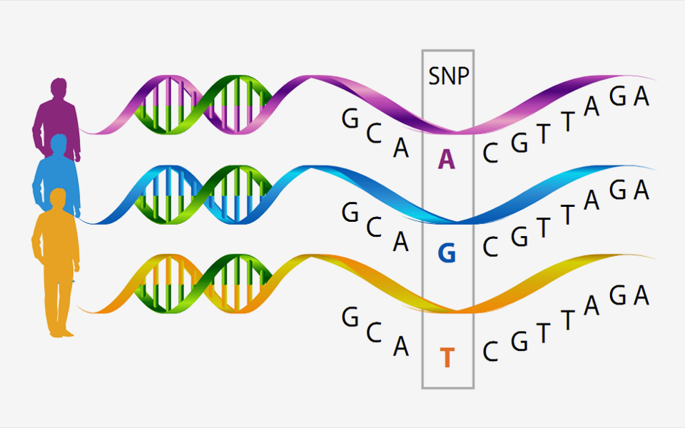 유전 정보 분석 SNP 이미지